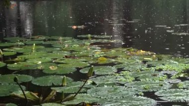 Yağmur damlaları Nymphaea 'nın tomurcuklarına, su bitkilerine, yaygın olarak nilüferler olarak bilinen yere düşüyor. Hint muson görüntüleri. Howrah, West Bengal, Hindistan 'da çekilmiş..