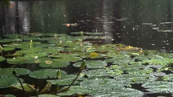 Des Gouttes Pluie Tombent Sur Les Bourgeons Nymphaea Plantes Aquatiques — Video