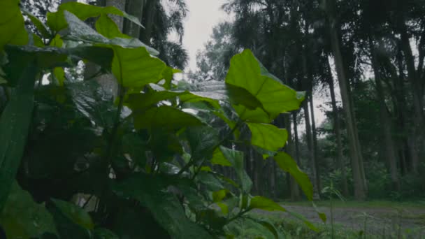 新たに生まれた緑の葉 自然背景 非常に低い角度 地面レベルのビューを持つインドのモンスーンのストックフィルムに降る雨 — ストック動画
