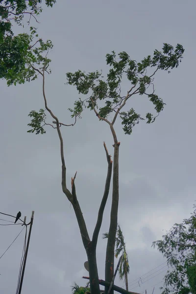 Super cyclone Amphan broke a tree which fell on street light and broke it. The devastation has made many damages to West Bengal state. Shot at Howrah, West Bengal, India.