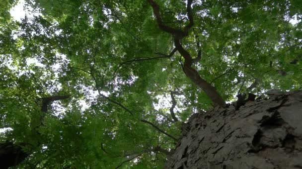 Ein Großer Baum Mit Grünen Blättern Die Sich Wind Bewegen — Stockvideo