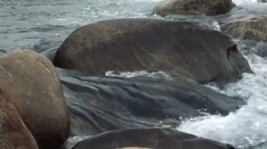 Su Joldhaka nehrinden akıyor, nehir manzarası Jhalong 'da çekiliyor, Batı Bengal, Hindistan' ın kuzeyinde bir yer olan Dooars 'da..