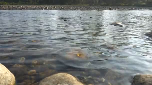 Воспроизведение Солнечного Света Камнях Водой Снятых Реке Мурти Дуарс Западная — стоковое видео