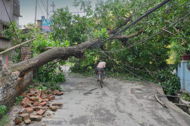Howrah, Batı Bengal, Hindistan - 21 Mayıs 2020: Süper Kasırga Amphan devrilen ve yolu tıkayan ağacı söktü. Vatandaş bisikletle tehlikeli bir şekilde hayatını tehlikeye atıyor..