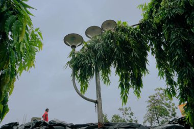 Howrah, Batı Bengal, Hindistan - 21 Mayıs 2020: Süper Kasırga Amphan çatıya düşen ve ağır hasar gören ağacı kökünden söktü. Çaresiz bir adam çatıyı tamir etmeye çalışıyor..