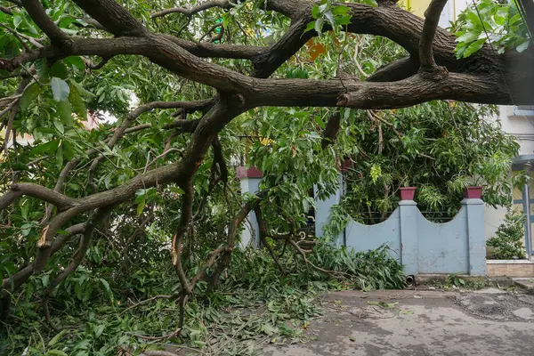 Howrah Bengala Ocidental Índia Maio 2020 Árvore Desenraizada Super Ciclone — Fotografia de Stock