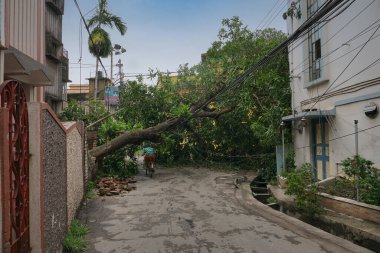Howrah, Batı Bengal, Hindistan - 21 Mayıs 2020: Süper Kasırga Amphan devrilen ve yolu tıkayan ağacı söktü. Vatandaş bisikletle tehlikeli bir şekilde hayatını tehlikeye atıyor..
