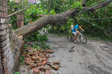 Howrah, Batı Bengal, Hindistan - 21 Mayıs 2020: Süper Kasırga Amphan devrilen ve yolu tıkayan ağacı söktü. Yıkım birçok ağacı yere düşürdü..