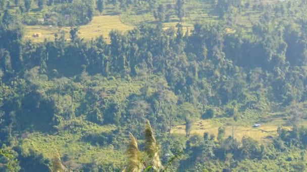 Butão Passo Terra Agrícola Cercada Por Densa Floresta Árvores Montanhas — Vídeo de Stock