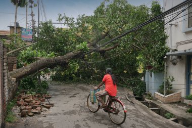 Howrah, Batı Bengal, Hindistan - 21 Mayıs 2020: Süper Kasırga Amphan devrilen ve yolu tıkayan ağacı söktü. Yıkım birçok ağacı yere düşürdü..