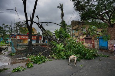 Howrah, Batı Bengal, Hindistan - 21 Mayıs 2020: Süper Kasırga Amphan devrilen ve yolu tıkayan ağacı söktü. Yıkım birçok ağacı yere düşürdü..