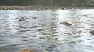 Nehir suyu taşların arasından akıyor ve ışık yansıyor, Murti nehri Dooars, Batı Bengal, Hindistan 'da. Dooars, Batı Bengal eyaletinin kuzey tarafındadır ve manzaralı güzellikleriyle ünlüdür..