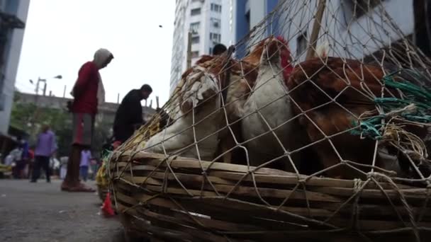 Kolkata Västbengalen Indien December 2018 Roosters Vuxna Hankycklingar Gallus Gallus — Stockvideo