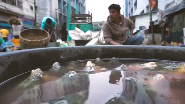 Kolkata Bengale Occidental Inde Décembre 2018 Poissons Vivants Vendre Jeune — Video