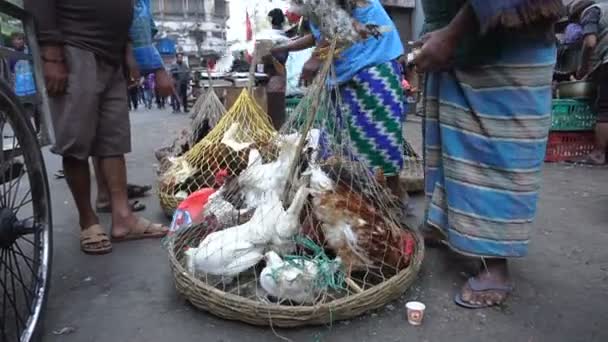 Calcuta Bengala Occidental India Diciembre 2018 Gallos Pollos Machos Adultos — Vídeos de Stock