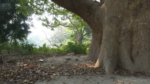 7人の姉妹 7人の兄弟 またはベンガル語のSaath Bhaiとして一般的に知られているジャングルバブラー アルガストラタ 鳥は土壌の床から食べ物を食べています — ストック動画