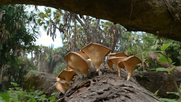 Vue Niveau Sol Champignons Poussant Sur Des Troncs Arbres Oiseaux — Video