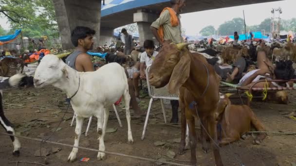 Kolkata Bengala Occidental India Febrero 2020 Tranvía Kolkata Única Red — Vídeo de stock