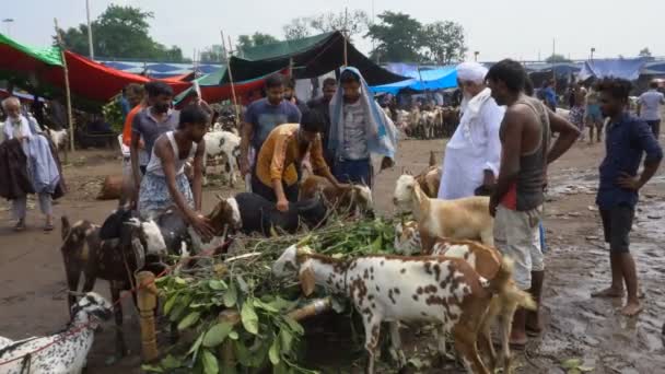 コルカタ 西ベンガル州 インド 8月2019 犠牲の饗宴 または 犠牲の祭り の間にヤギのために交渉されている価格は 儀式的に犠牲にされるべき — ストック動画