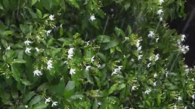 Tabernaemontana divaricata 'ya düşen yağmur damlaları, yaygın olarak fırıldak çiçeği, krep yasemin veya Bengalce' de Tagar çiçeği olarak bilinir. Howrah, West Bengal, Hindistan 'da video çekimi..