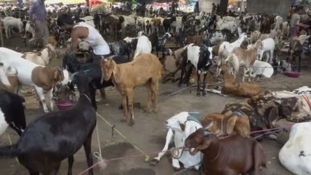 印度西孟加拉邦加尔各答 2019年8月11日 山羊在 宰牲节 祭祀节 祭祀节 祭祀节 期间在市场上出售 — 图库视频影像
