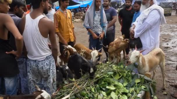 Kolkata Nyugat Bengál India 2019 Augusztus Árat Rituálisan Feláldozandó Kecskék — Stock videók