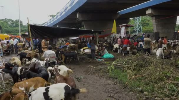 Калькутта Западная Бенгалия Индия Августа 2019 Года Козы Продажи Открытом — стоковое видео