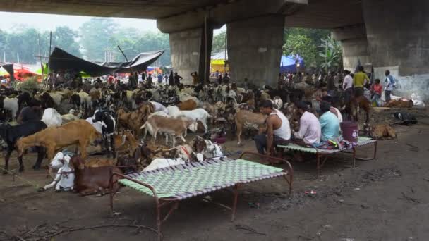 Kolkata Bengal Barat India Agustus 2019 Kambing Dijual Pasar Terbuka — Stok Video