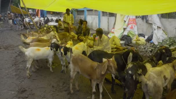 Kolkata Bengala Ocidental Índia Agosto 2019 Cabras Para Venda Mercado — Vídeo de Stock
