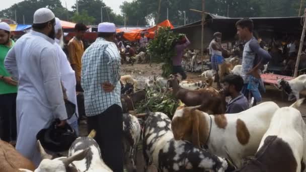Kalkutta Westbengalen Indien August 2019 Aushandlung Eines Preises Für Ziegen — Stockvideo