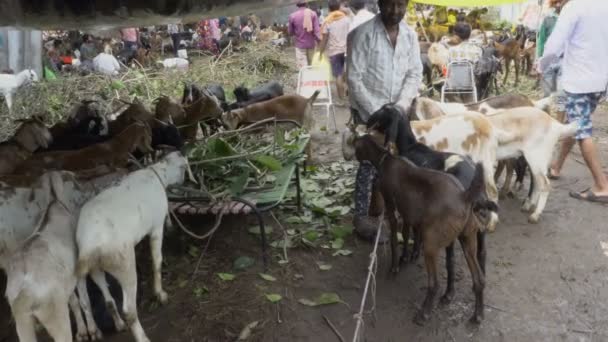 Kolkata Bengala Ocidental Índia Agosto 2019 Vendedor Cabras Alimentando Cabras — Vídeo de Stock