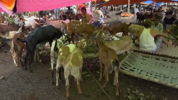 加尔各答 Kolkata 印度西孟加拉邦 2019年8月11日 山羊在 宰牲节 祭祀节 期间在市场上出售 山羊祭祀仪式 — 图库视频影像