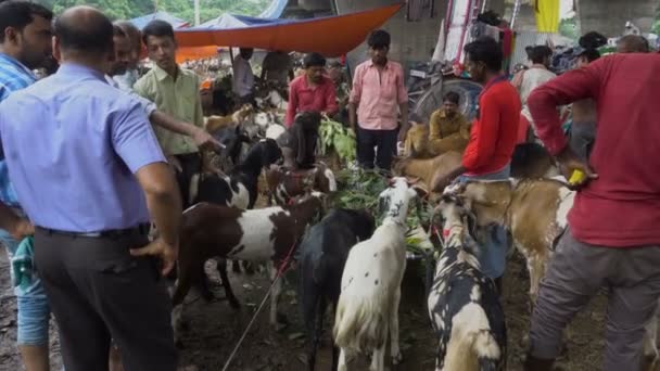 印度西孟加拉邦加尔各答 2019年8月11日 宰牲节 祭祀节 祭祀节 祭祀节 期间谈判山羊价格 并按惯例做出牺牲 — 图库视频影像