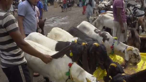 Kolkata Bengala Ocidental Índia Agosto 2019 Cabras Estão Sendo Vendidas — Vídeo de Stock