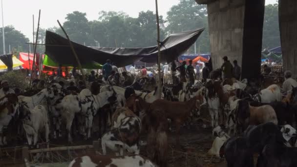 印度西孟加拉邦加尔各答 2019年8月11日 宰牲节 祭祀节 祭祀节 祭祀节 山羊在公开市场上出售 — 图库视频影像