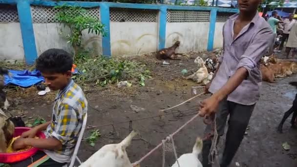 コルカタ 西ベンガル州 インド 8月2019 犠牲の饗宴 イード または 犠牲の祭り 中に市場でヤギが取られており 儀式的に犠牲にされています — ストック動画