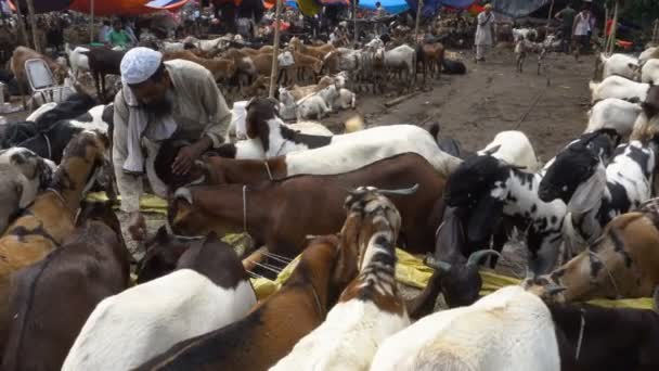コルカタ 西ベンガル州 インド 8月2019 犠牲の饗宴 または 犠牲の祭り の間のオープン市場での販売のためのヤギは 儀式的に犠牲にされるべき — ストック動画