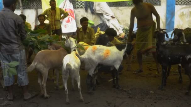 Kolkata Bengala Ocidental Índia Agosto 2019 Cabras Para Venda Mercado — Vídeo de Stock