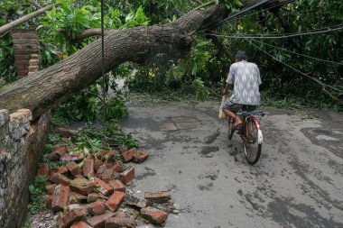 Howrah, Batı Bengal, Hindistan - 21 Mayıs 2020: Süper Kasırga Amphan devrilen ve yolu tıkayan ağacı söktü. Vatandaş bisikletle tehlikeli bir şekilde hayatını tehlikeye atıyor..