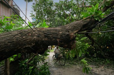 Howrah, Batı Bengal, Hindistan - 21 Mayıs 2020: Süper Kasırga Amphan devrilen ve yolu tıkayan ağacı söktü. Vatandaş bisikletle tehlikeli bir şekilde hayatını tehlikeye atıyor..