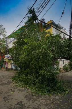 Howrah, Batı Bengal, Hindistan - 21 Mayıs 2020: Süper Kasırga Amphan devrilen ve yolu tıkayan ağacı söktü. Yıkım birçok ağacı yere düşürdü..
