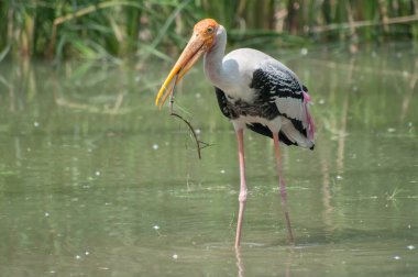 Hintli, boyalı leylek (Ibis leucocephalus), çim, Kolkata, Batı Bengal, Hindistan 'dan yuva yapar.