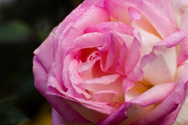 Çiyli gül yaprakları