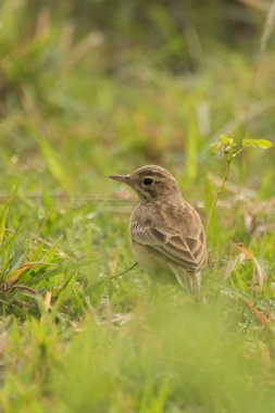 Paddyfield Pipit - Anthus novacseelandiae, Paddyfield 'da oturuyor