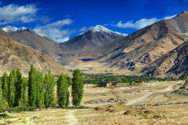 Arkaplanda buzdan tepeler ve mavi gökyüzü, önünde ağaçlar olan yeşil vadi, Ladakh, Jammu ve Kashmir, Hindistan