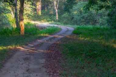 Gorumara Ulusal Parkı içinde bir patika - Himalaya eteklerinde Dooars, Batı Bengal, Hindistan. Hint gergedanlarının nüfusuyla ünlüdür..