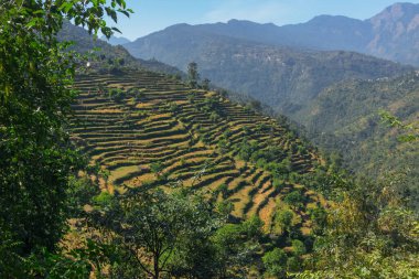 Garhwal Himalayalar, Uttaranchal, Hindistan 'ın yüksek rakımlı tarım terası.