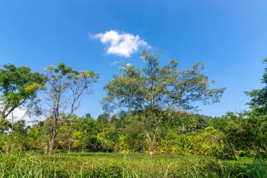 Ağaçlı ve mavi gökyüzü olan Jhalong çay evi manzarası.