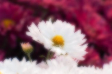 Güzel bulanık mevsimlik beyaz çiçek yaprakları ve soyut kırmızı arka planı olan tomurcuklar, çözülmüş, Kalküta, Kolkata, Hindistan