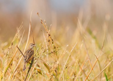 Paddyfield Pipit - Anthus novacseelandiae, Paddyfield 'da oturuyor